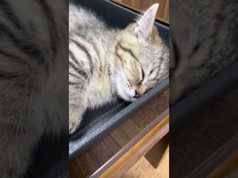 箱の中で熟睡しちゃってる短足仔猫 #Shorts