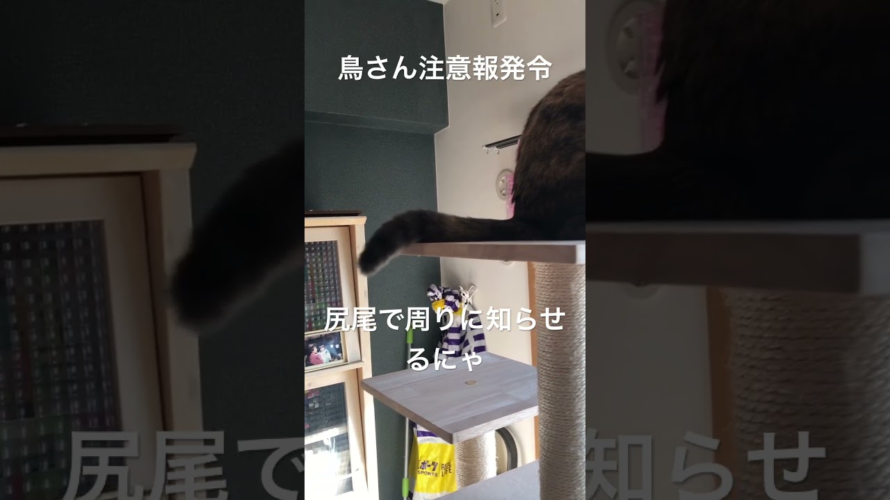 （猫動画）カラスを捕まえたい#子猫　#猫　#ブリティッシュショートヘア