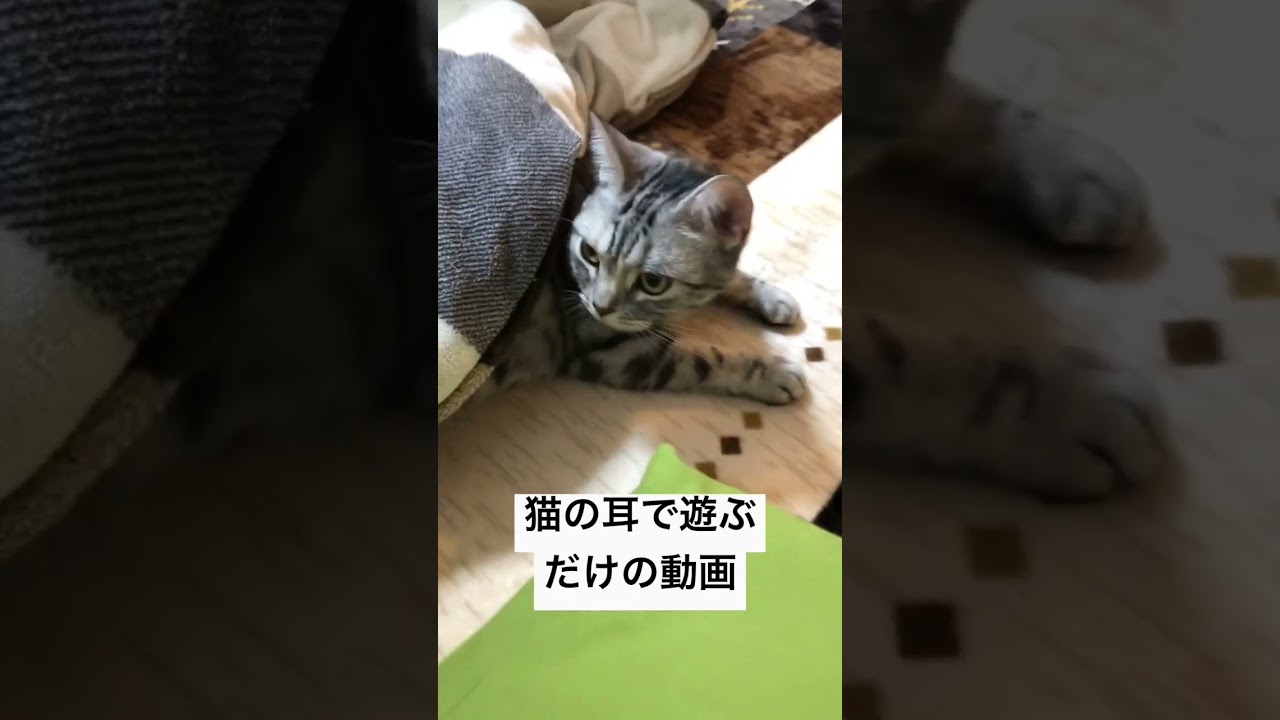 猫耳で遊ばれるアメリカンショートヘアー　#shorts #cat #猫 #ねこ