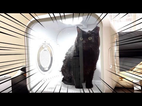 人慣れゼロの実家の保護猫をシャンプーしてドライヤーBOXに詰めました