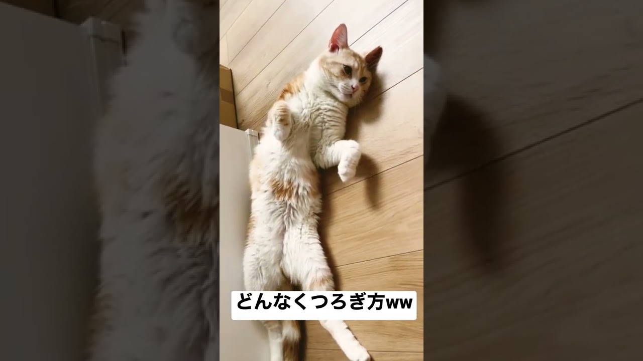 ほのぼのマンチカン【夏バテ？】