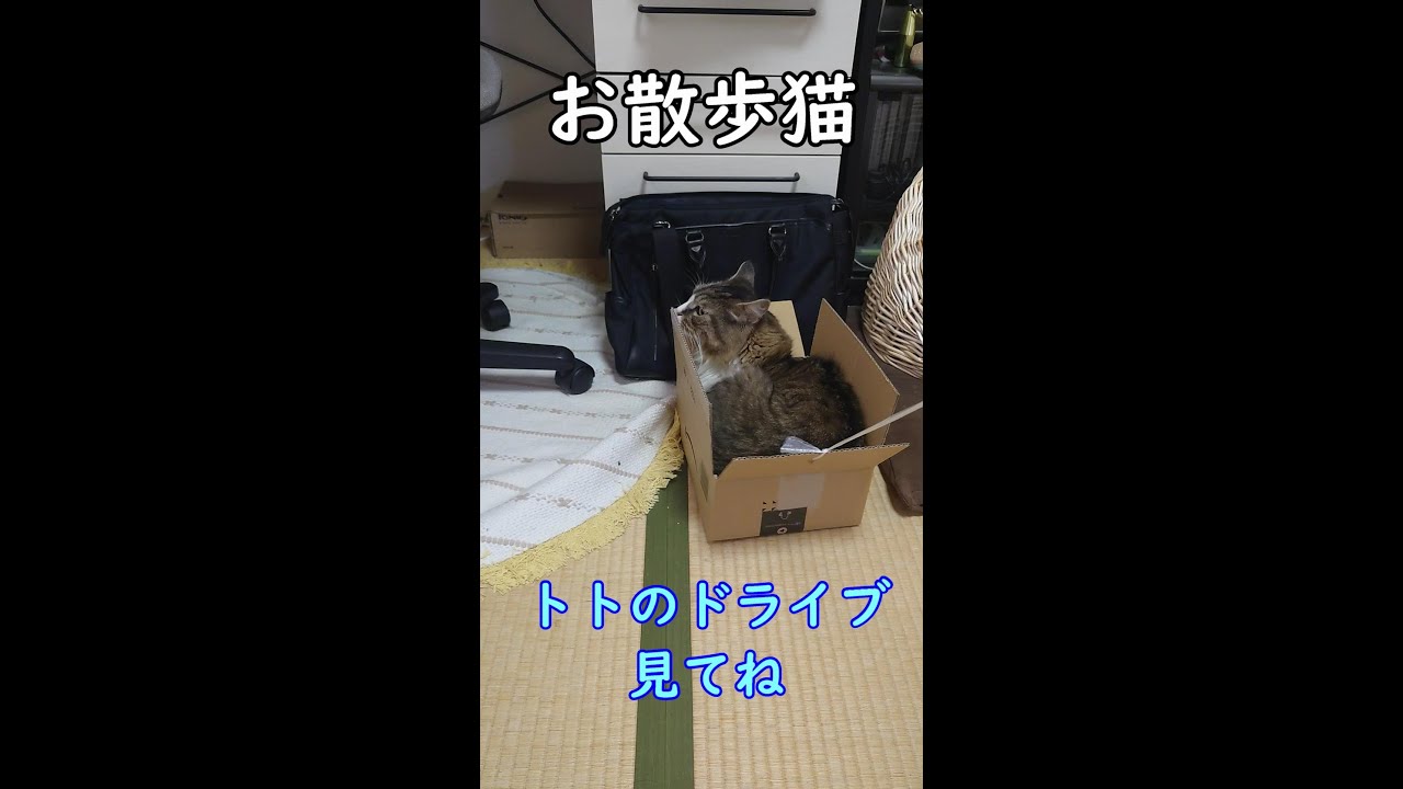 猫のおさんぽ～ノルウェージャンフォレストキャットのトト～
