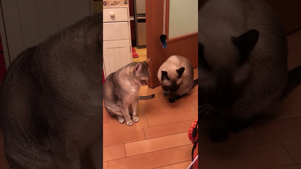 たぬき猫をペロペロできなかったシンガプーラなのにゃ♪