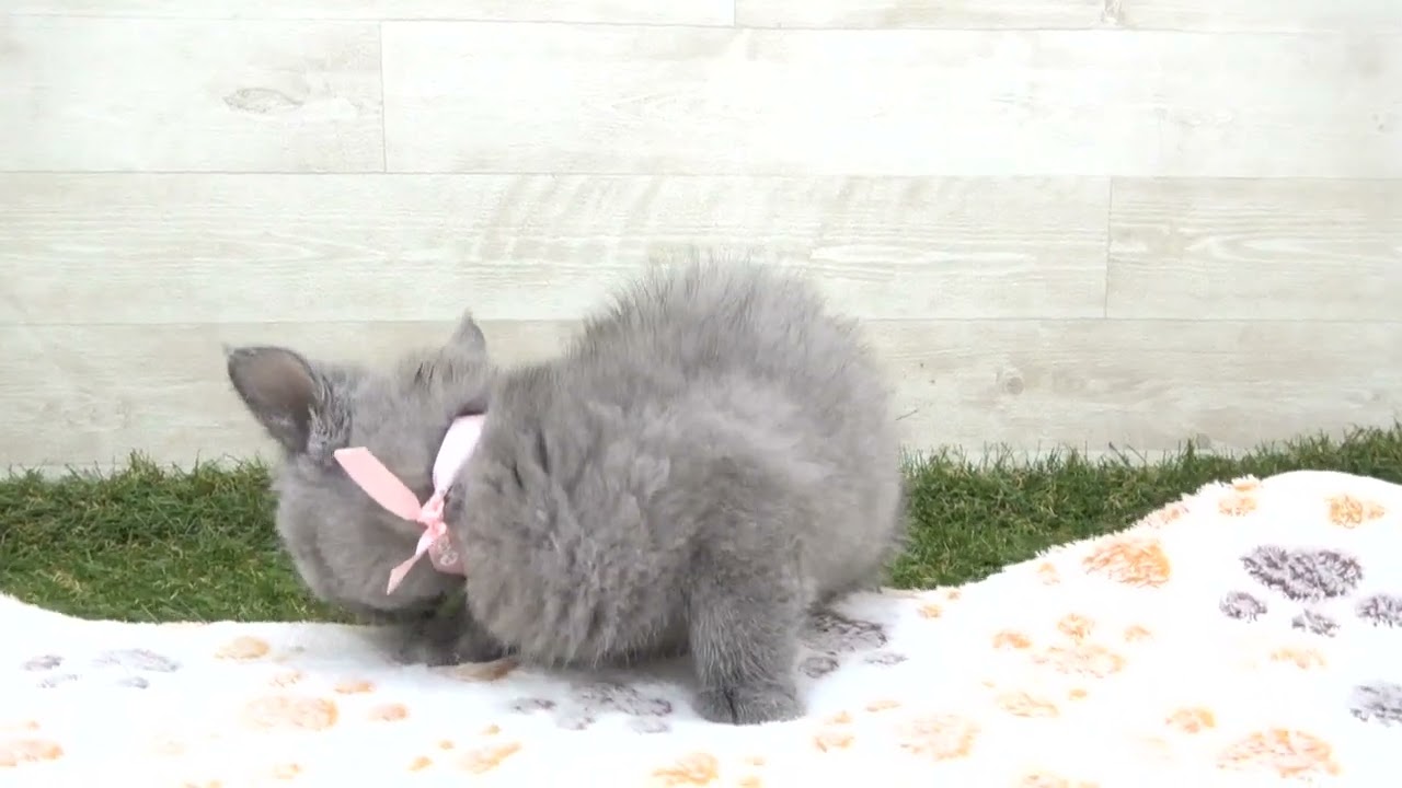 Coo&RIKU　No00615734 ブリティッシュショートヘアー