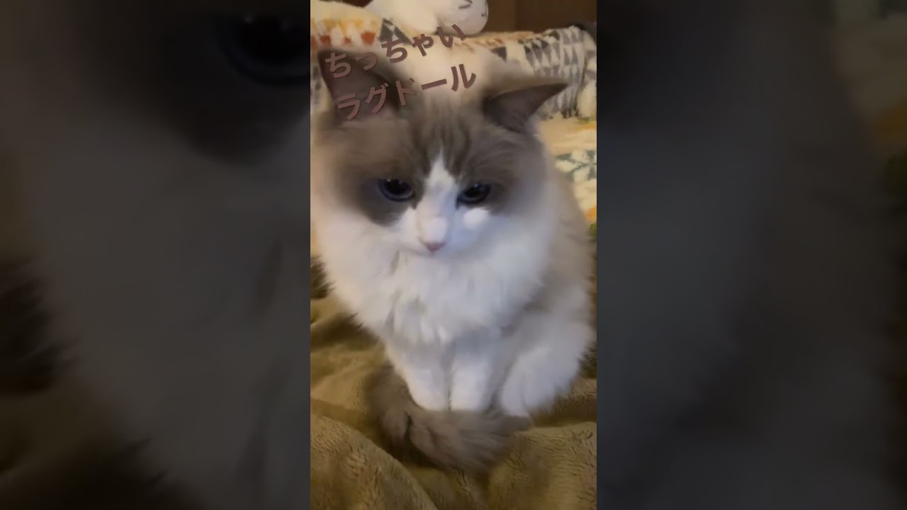 2.5キロしかないラグドール ちびラグ ラグドール 女の子 猫かわいい動画 癒し 立派な大人 可愛すぎる あざとかわいい もふもふ モフモフ