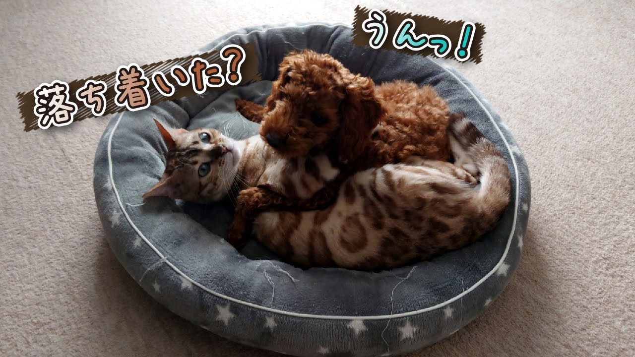 子犬に優しいベンガル猫 -puppy friendly bengal cat-