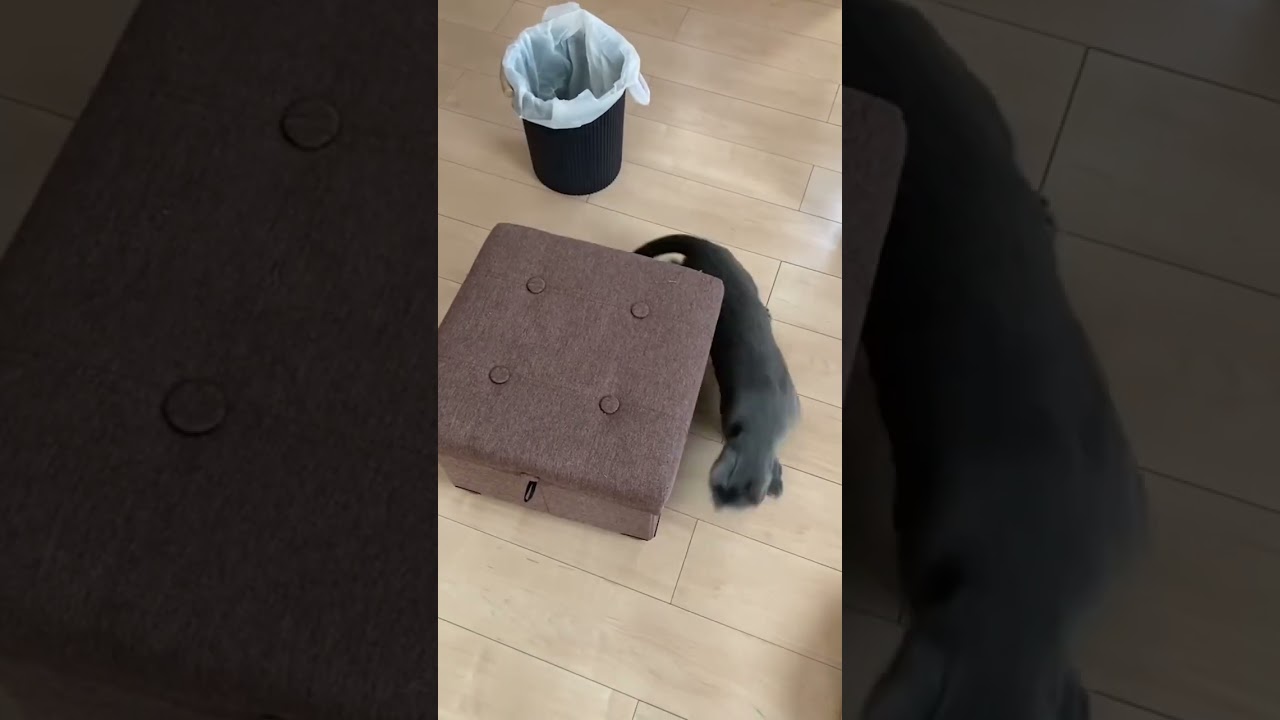 8の字走行するネコ【ロシアンブルー】#cat #russianbluecats #かわいい猫 #ねこ