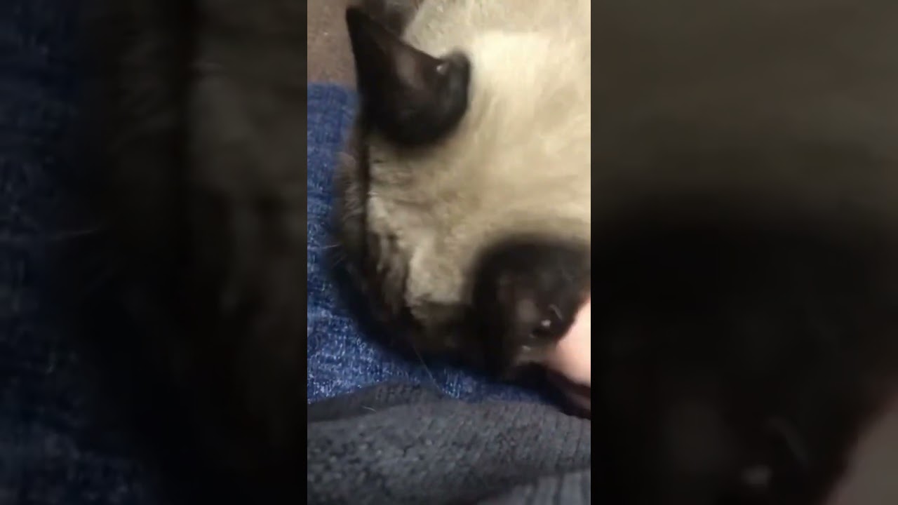 ひたすら甘えてくる【シャムMIX】弟猫😊✨幸せすぎた🥹🫶🏻💘 #ねこ #保護猫 #猫 #猫動画 #かわいい #可愛い #癒し #保護猫達の日常 #猫のいる暮らし #シャムミックス