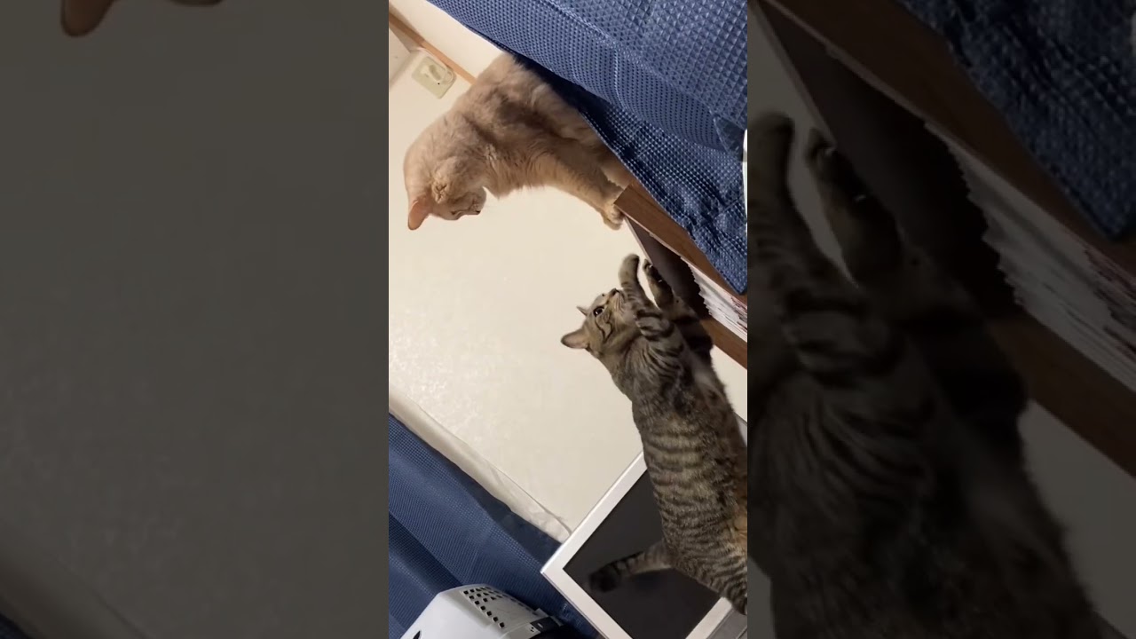 就寝前のひと暴れ#shorts #猫#ソマリ #キジトラ