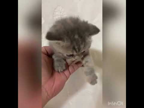 スコティッシュフォールド 【ブルータビー】ムチムチの可愛い女の子❤️