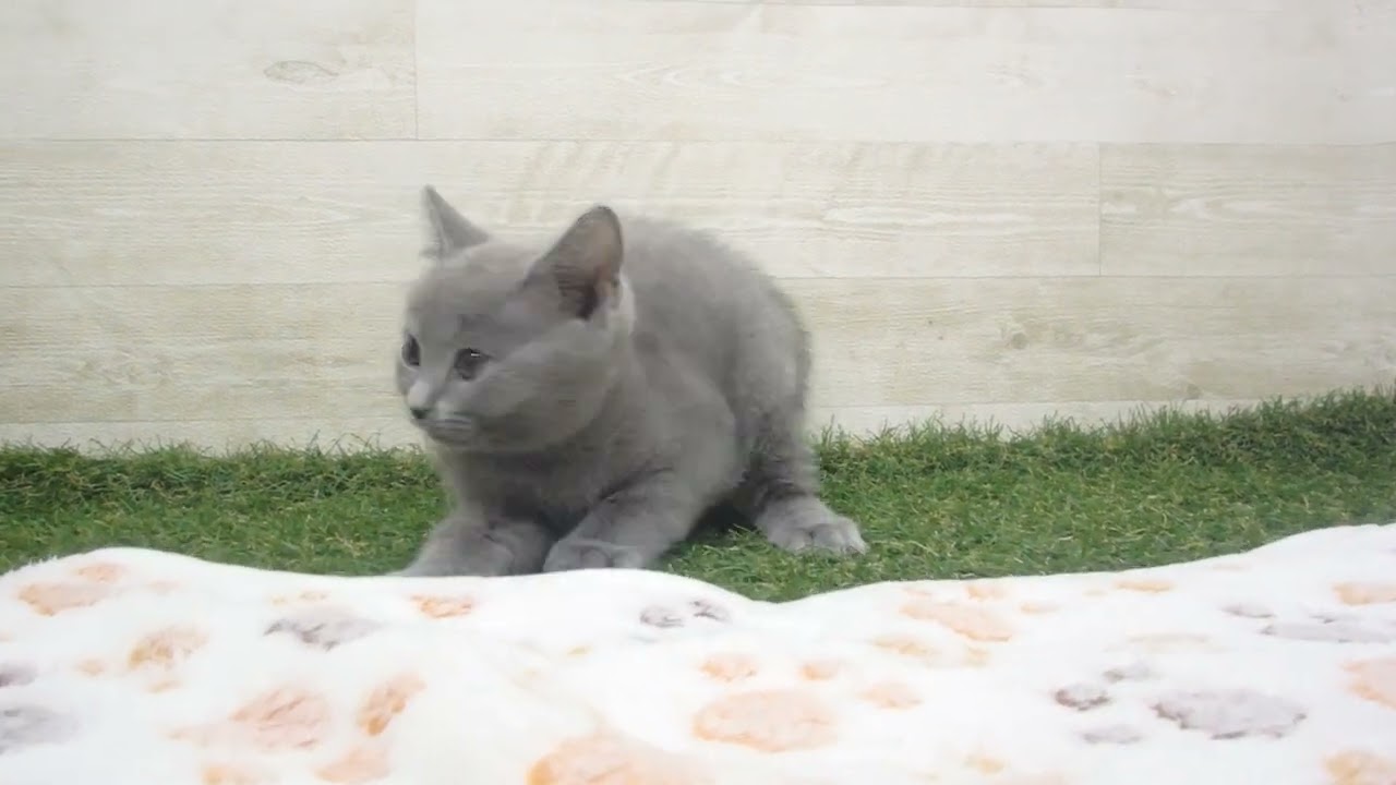 Coo&RIKU　No00615078 シャルトリュー