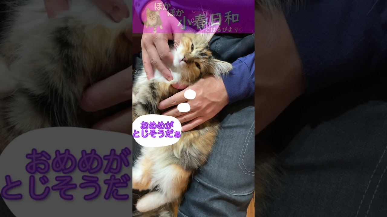 【メインクーン】ねむい・・・だがことわる二ャ！【子猫】 #Shorts