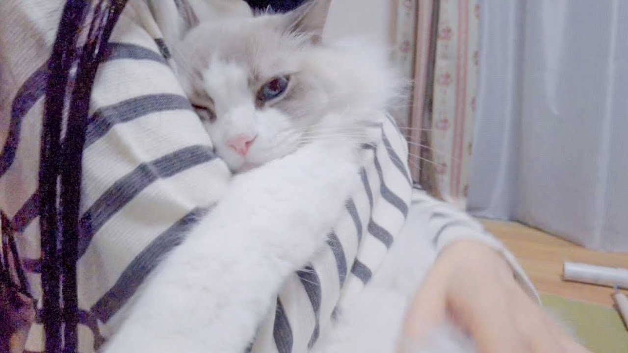 猫の爪を切ったら幸せって言われました…笑【ラグドール】