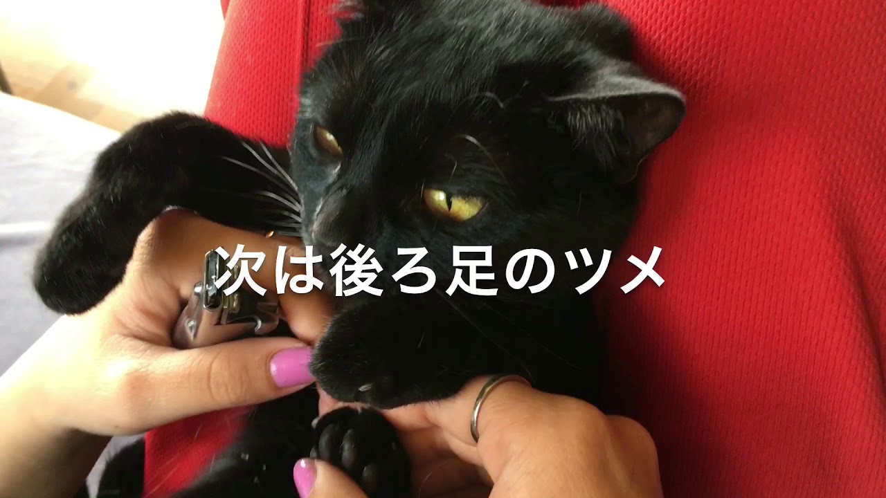 4匹黒猫ボンベイ家族☆ 猫たちの爪切り！Black bombay cat（黒のボンベイ猫）