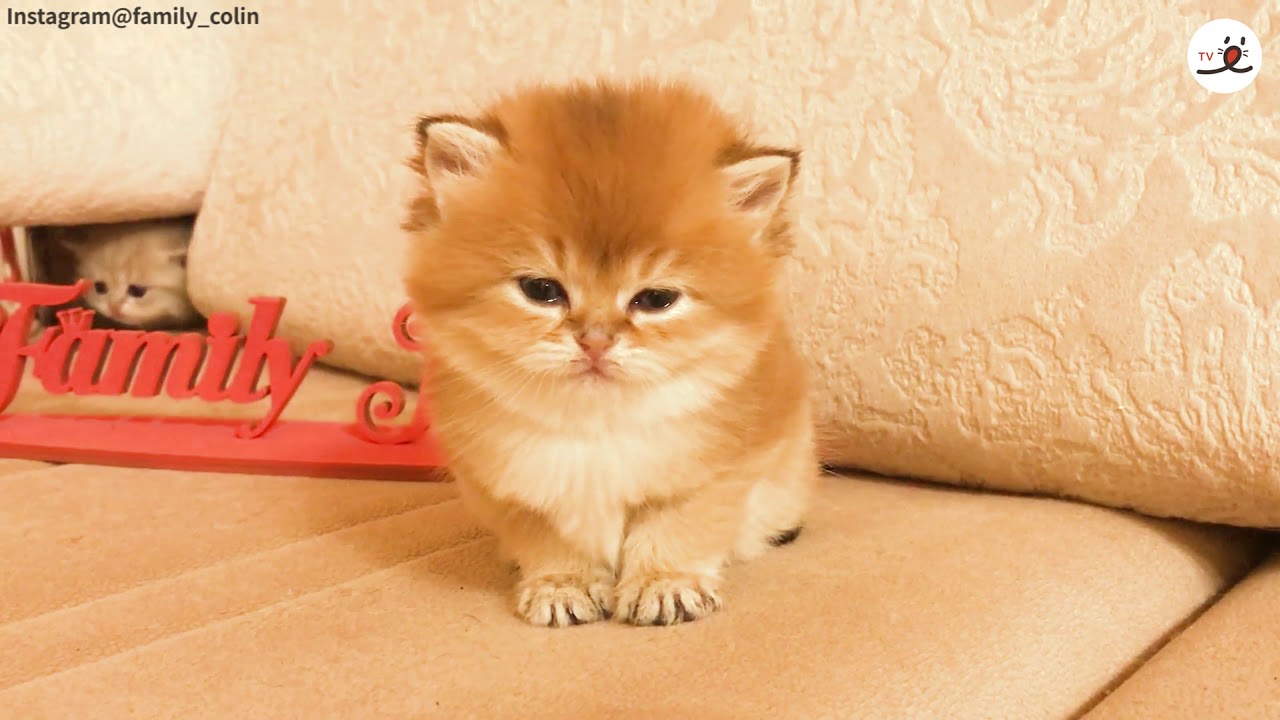 ウトウト子猫ちゃんを狙う小さな影…😎【PECO TV】