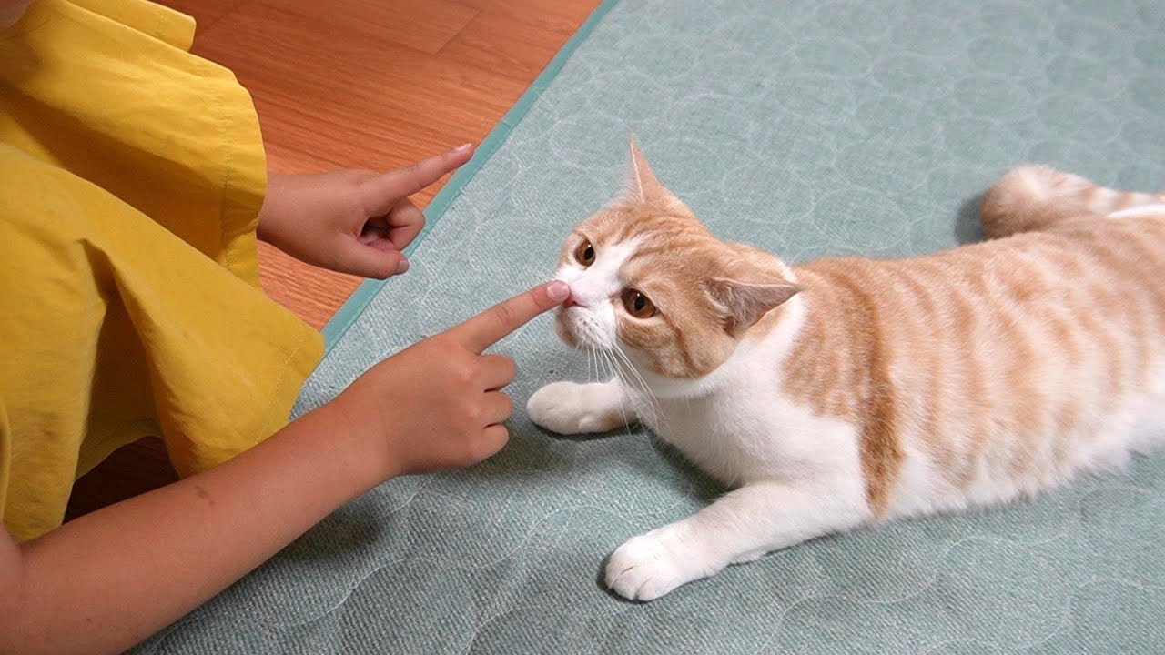 【猫と次女】なぜか成立する会話!?がかわいい【スコティッシュフォールド】【アビシニアン】