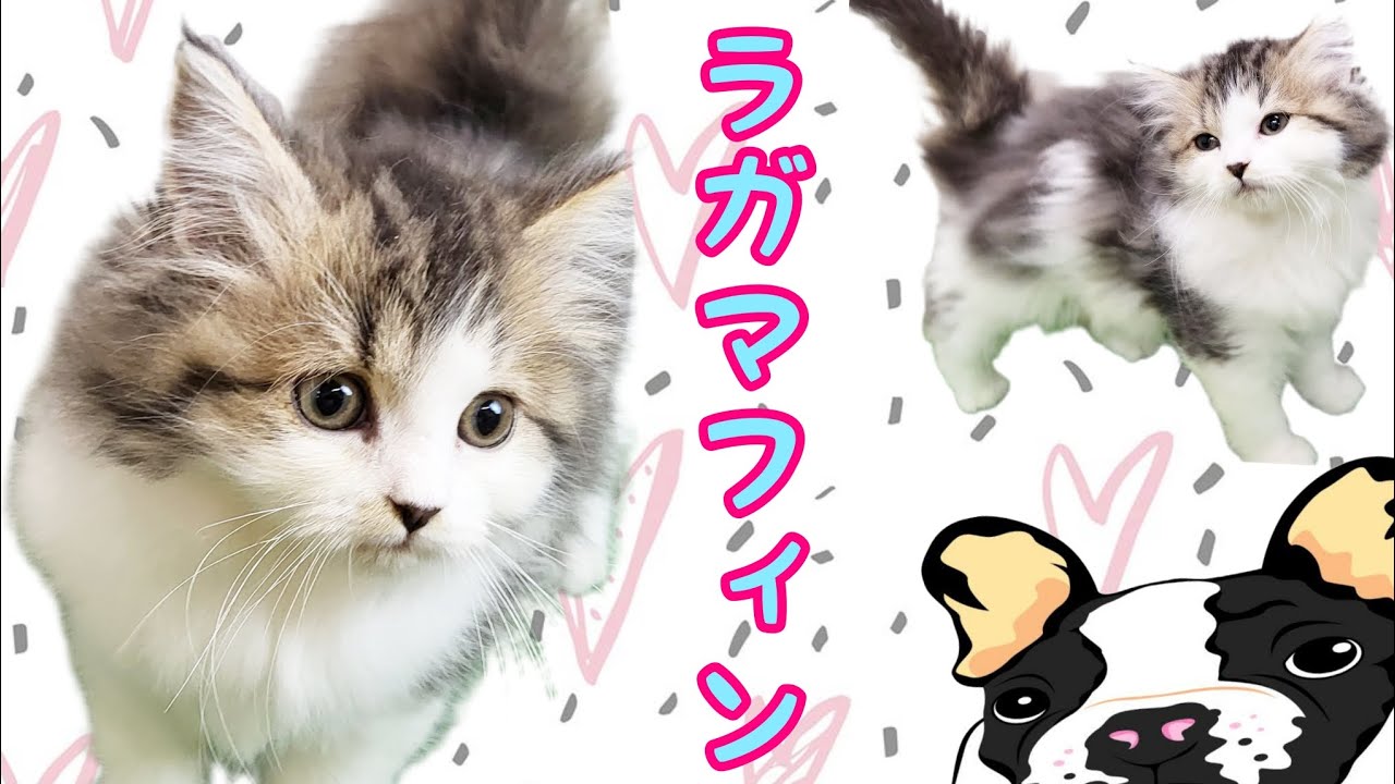ラガマフィン・子猫【川崎小田栄店】