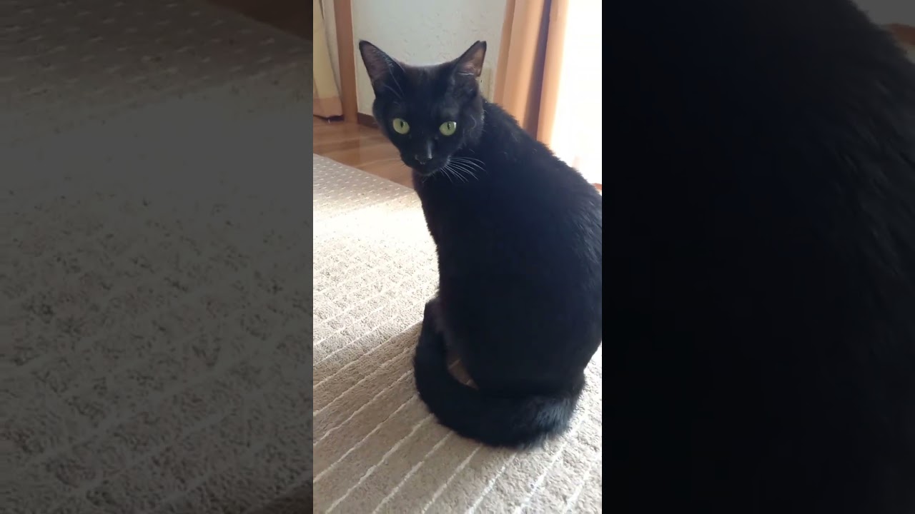 黒猫は最高に美しい天使です#pecotv #pecoねこ部#黒猫#かわいい猫#保護猫 #shorts