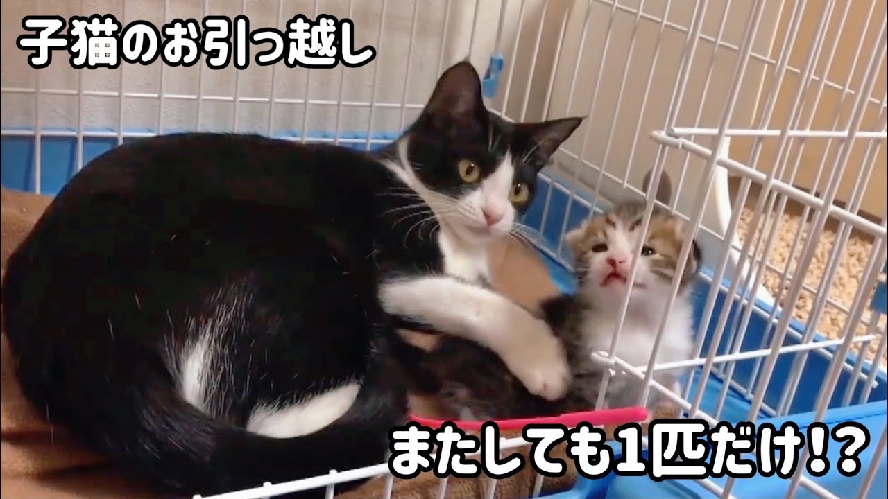 ３度目の子猫の引越しを見かねて手伝うお父さん