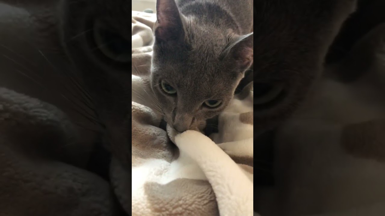 今日もまたフミフミ【ロシアンブルー】#cat #russianbluecats #ねこ #かわいい猫 #ネッコ