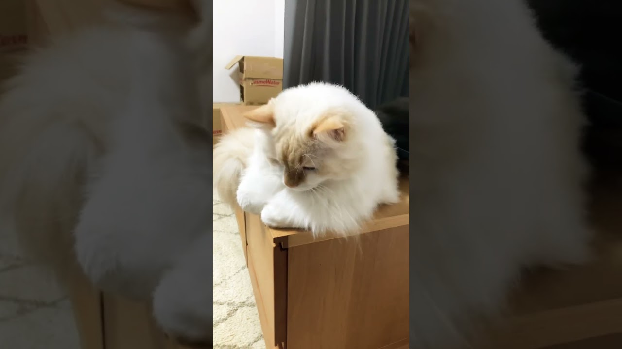 ガブリエルはテレビの前から動かない　#shorts #猫 #ラグドール #ガブリエルch