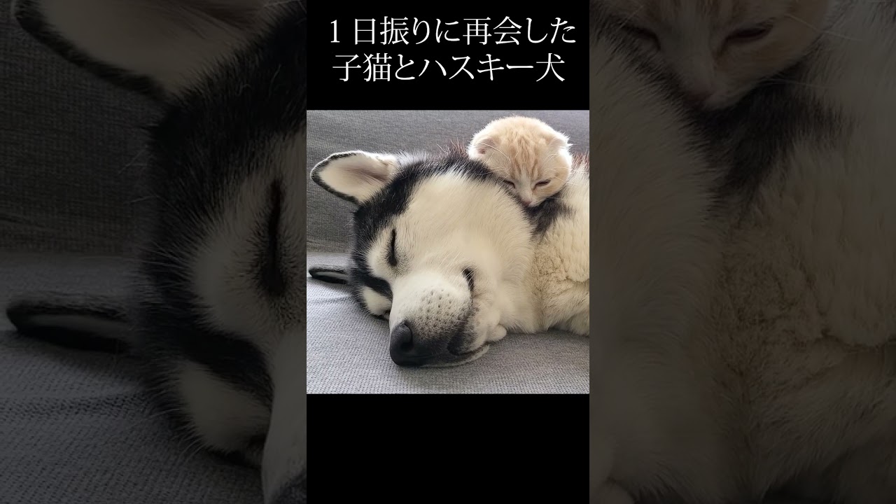 １日振りに再会した子猫とハスキー犬がこちら...#shorts