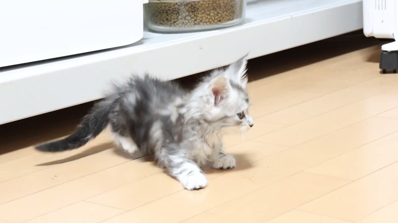 メインクーンシルバー子猫の舞ちゃん