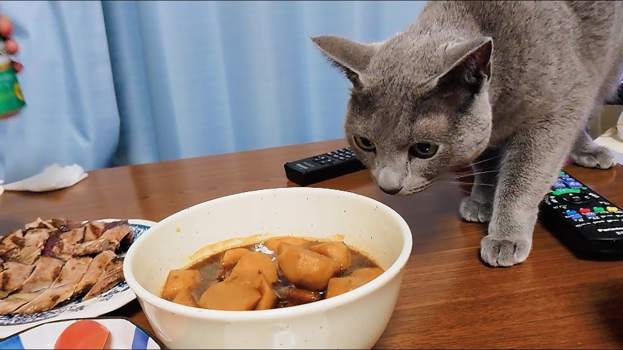 【猫動画】カツオのたたきを狙うロシアンブルー【russianbule】Russian blue aiming for seared bonito