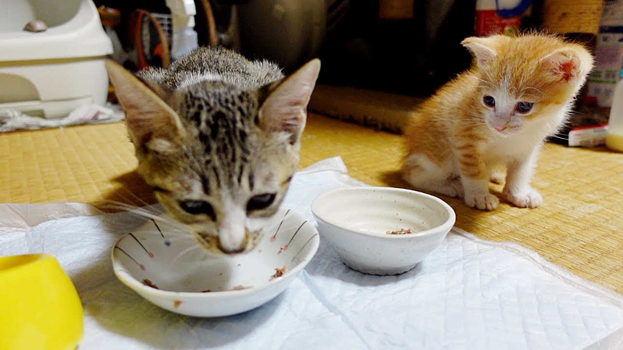 お世話好きな子猫が赤ちゃん猫のご飯も片付けてくれます…笑