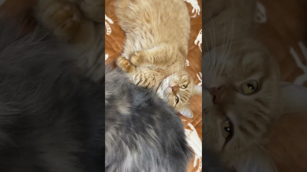 妹猫に甘える短足マンチカン #shorts #cat #猫 #cats #スコティッシュフォールド #短足マンチカン