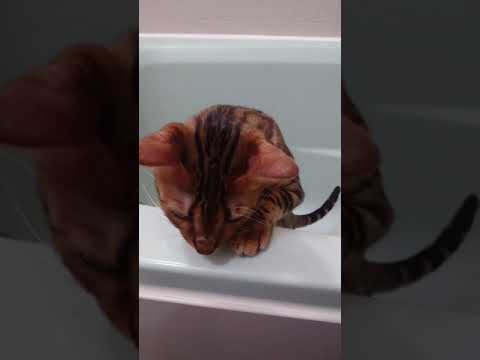 【ニャルソック】こちらお風呂を調査中です（ベンガル猫とアビシニアン）This is investigating the bath #shorts