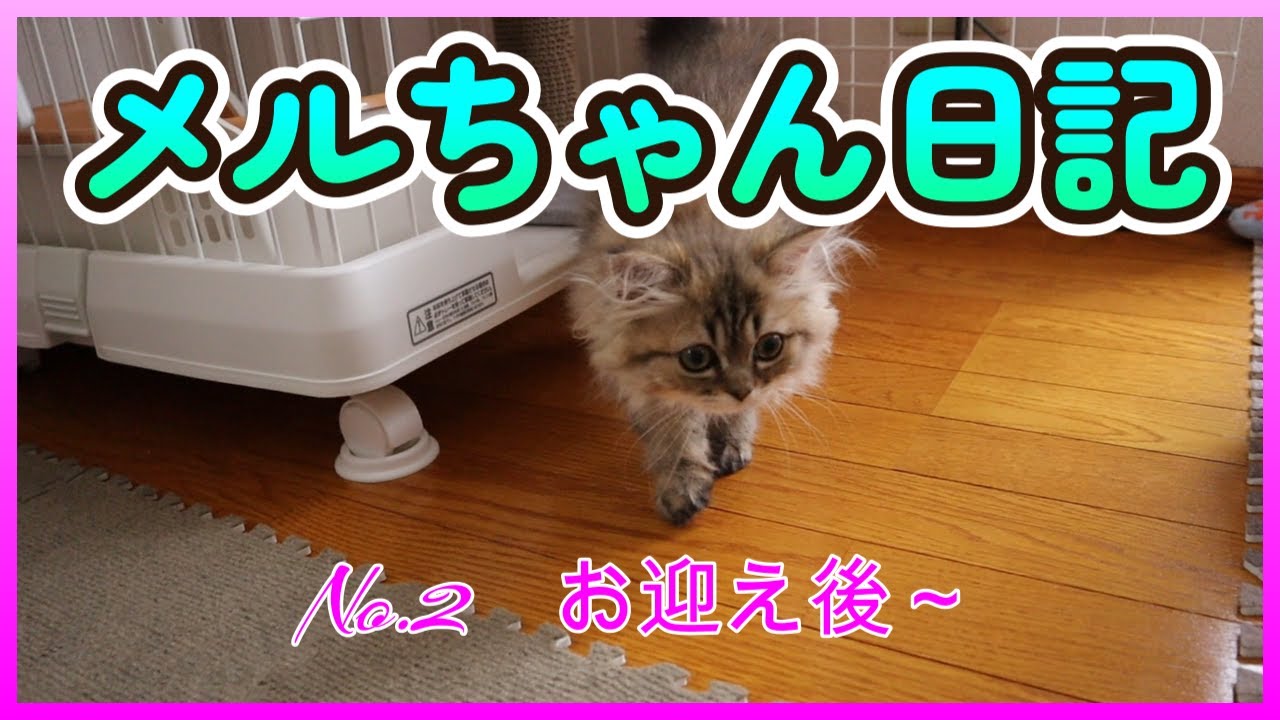 【メルちゃん日記2】猫のお迎え後～ペルシャ猫