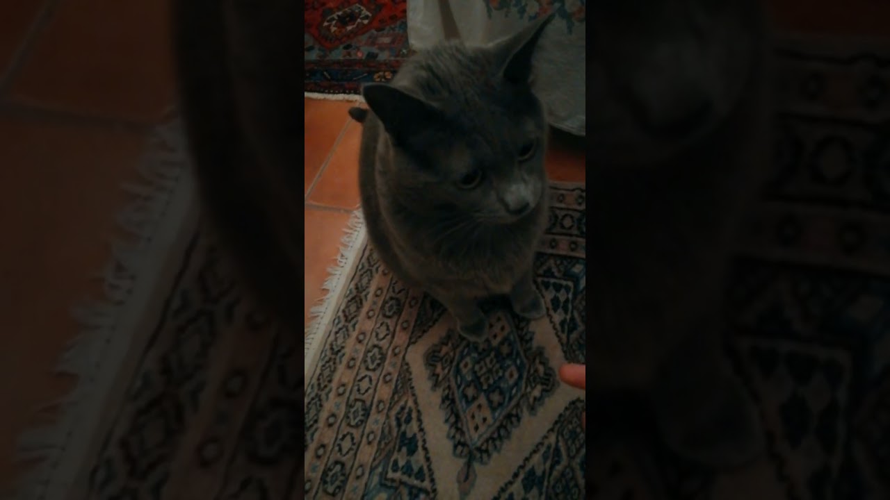 シャルトリューがあくびをした *chartreux cat yawning