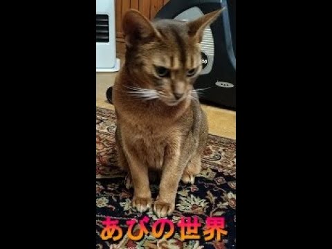 ネコ動画あび＃329　あびの毎日　アビシニアン　あび