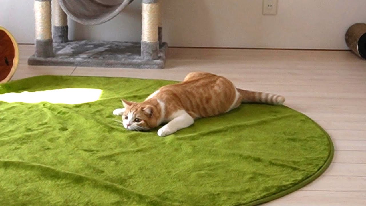 隠れてるつもりの猫の動きが笑【スコティッシュフォールド】【アビシニアン】