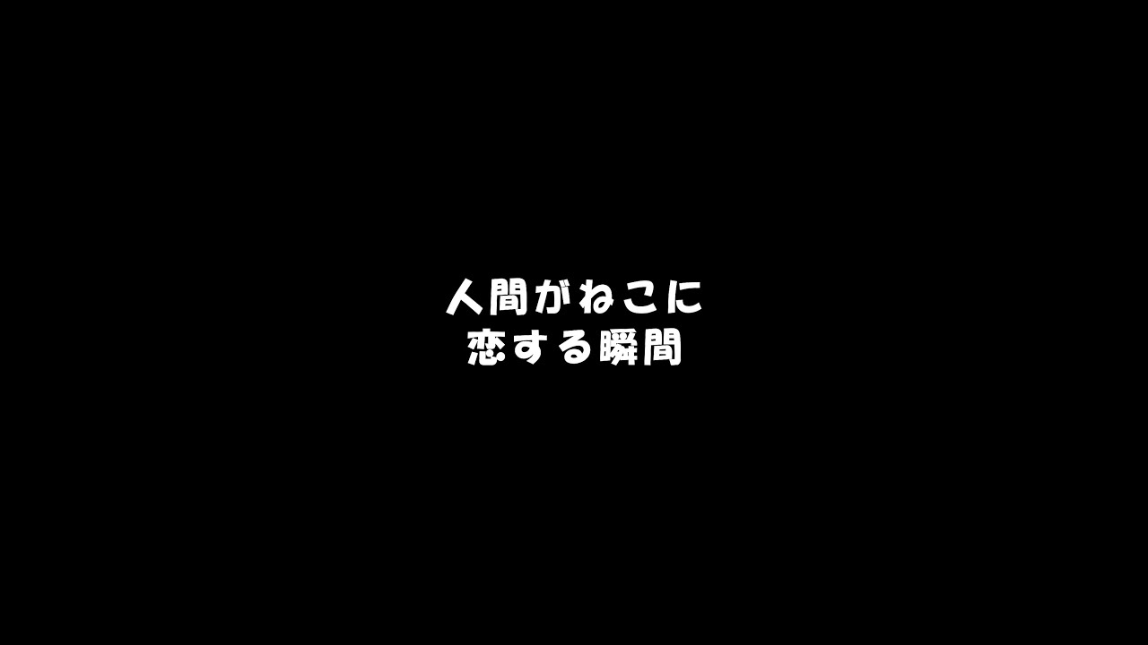 【おここ】人間がねこに恋する瞬間【サイベリアン】