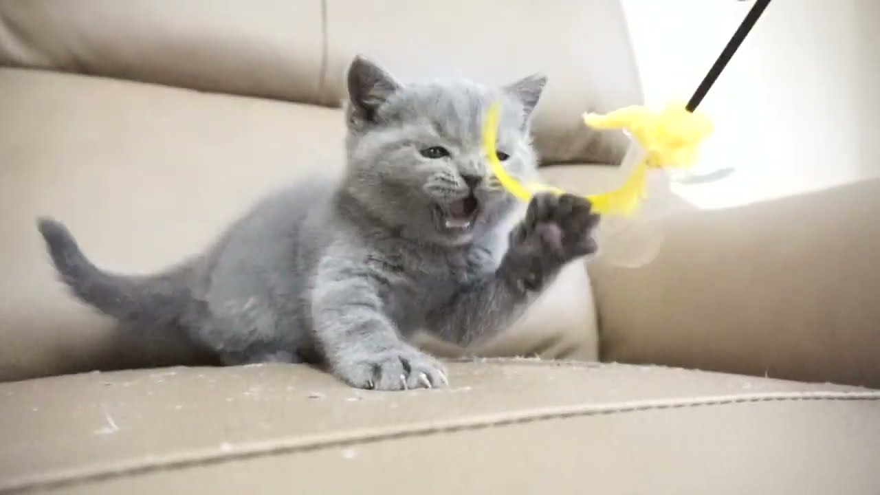 ブリティッシュショートヘアー子猫　British Shorthair　2022.11.22産まれ　ブルー　男の子　シーダキャット猫のお店