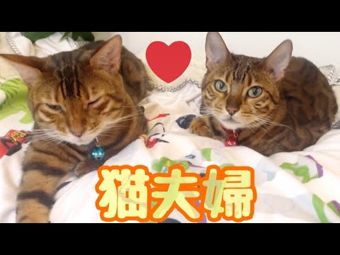 夫婦喧嘩ばかりの仲悪夫婦猫が仲良くお昼寝しています