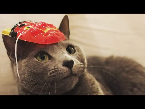 ステイホームでも凄腕ハンターな鬼猫　#Shorts #ロシアンブルー #猫
