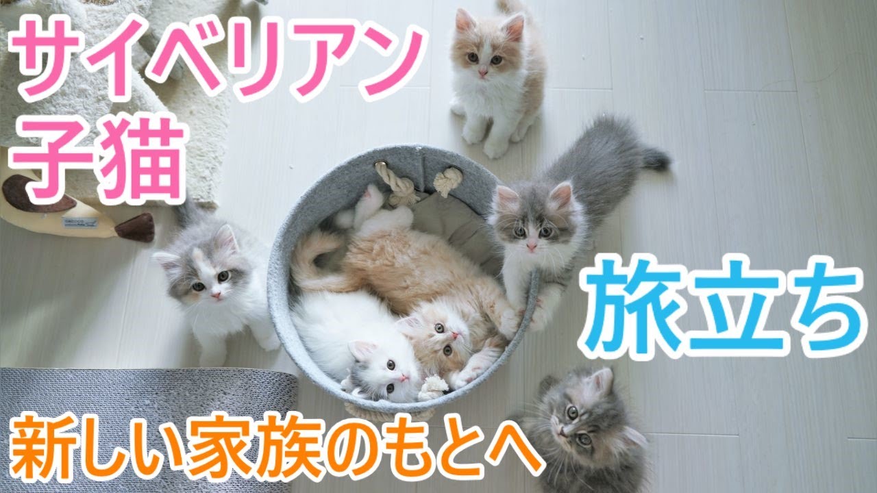 【子猫のかわいい成長記録】子猫4匹新しい家族のもとへ旅立ち【猫サイベリアン多頭飼い】