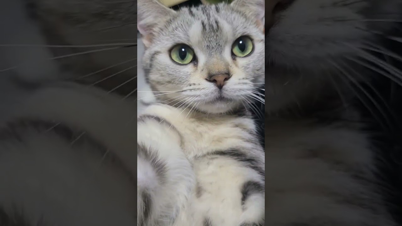 素直ですねなこちゃん。😃❤️😃【おしゃべりする子猫】アメリカンショートヘアーなこ