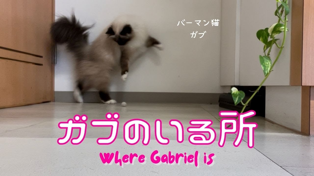 バーマン猫ガブとラフ【ガブのいる所】Where Gabriel is（バーマン猫）Birman/Cat
