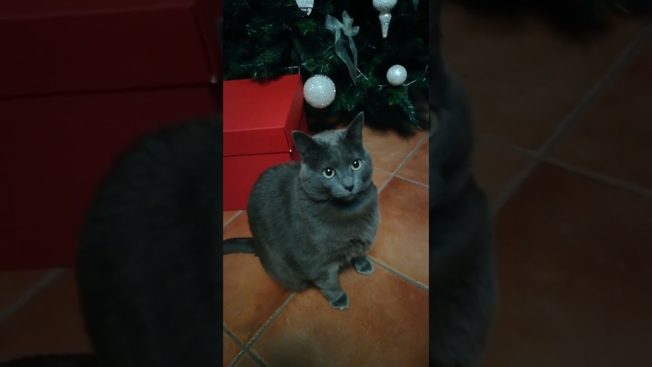 クリスマスツリーを壊さないで鑑賞するシャルトリュー猫 *This chartreux cat won't break the Christmas tree