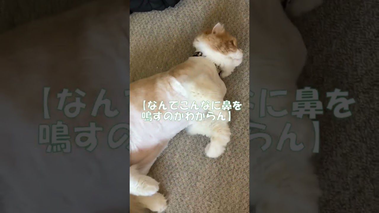 なんでこんなに鼻を鳴らすのかわからん #shorts  #猫 #アメリカンカール #cat