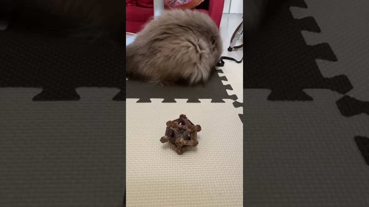 猫　またたび再び　おもちゃ　マロンの日常　#shorts #shortvideo #ヒマラヤン