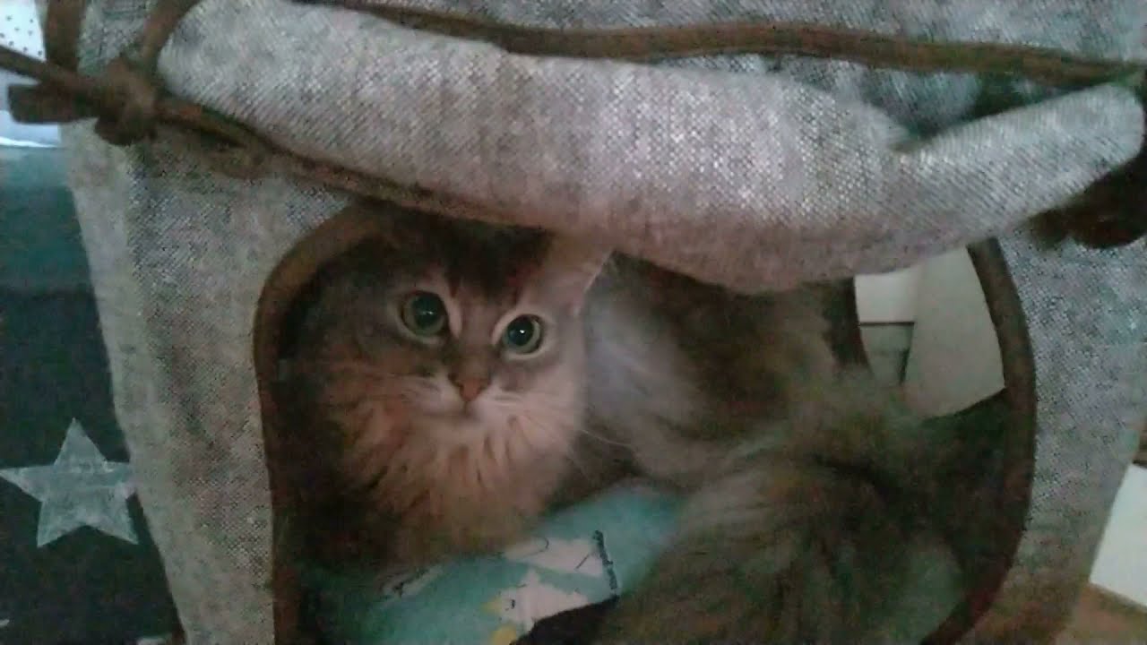 ソマリ　猫　８歳　３