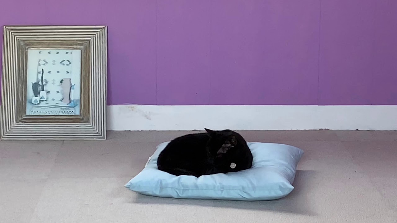 平和な猫達の日常風景☆黒猫ボンベイ