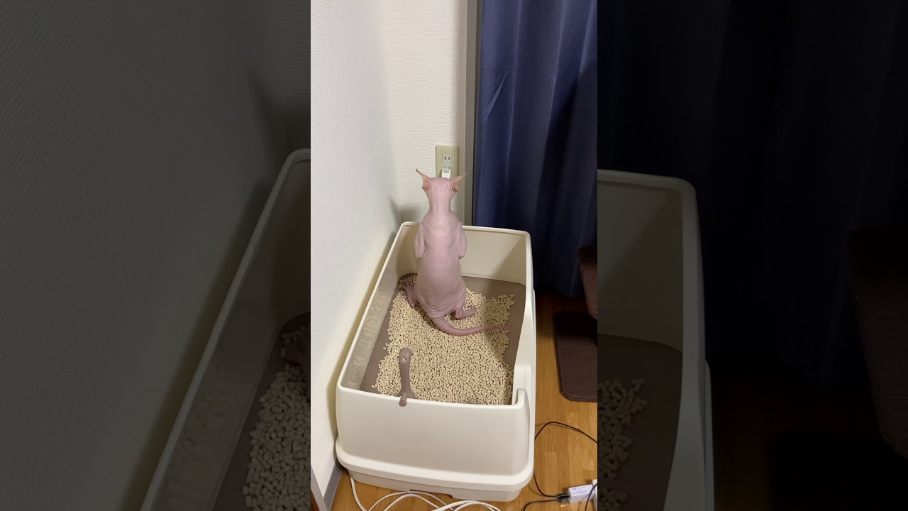 きわどい立ちションスタイル【スフィンクスねこ】