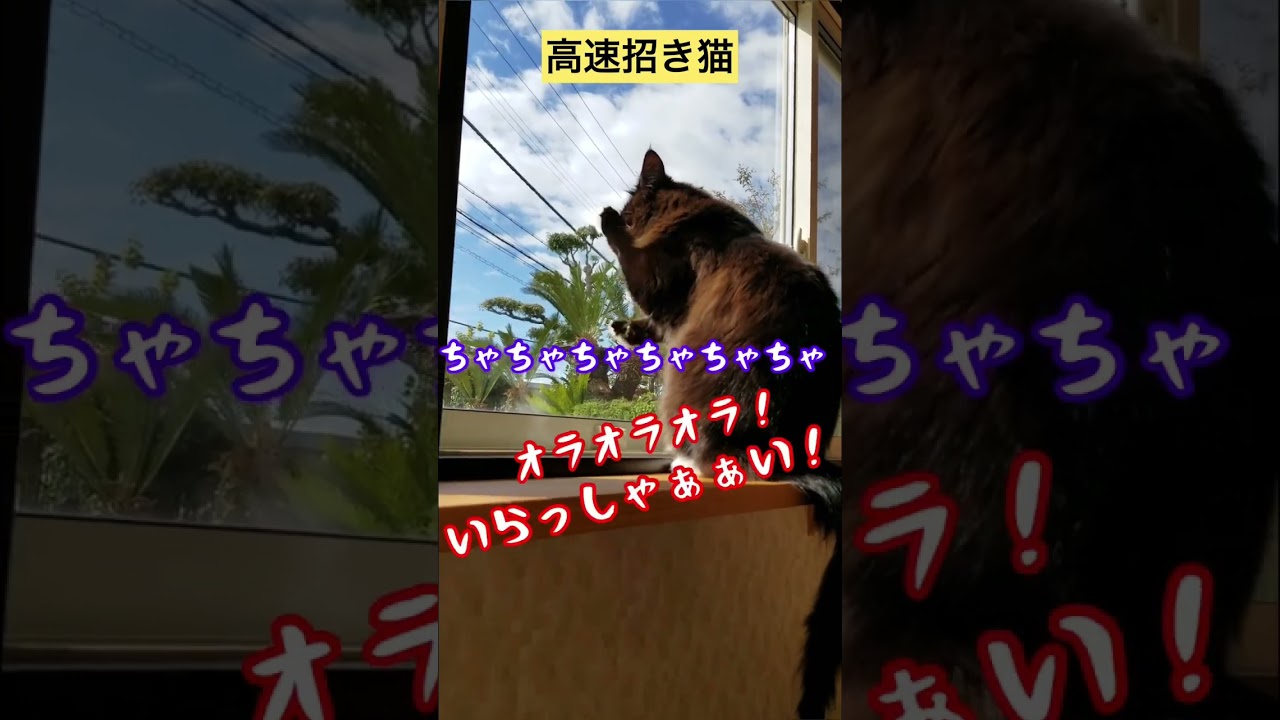 【メインクーン】激しめの招き猫 #メインクーン #かわいい猫 #猫カフェ #猫動画おもしろい #白黒猫 #靴下猫