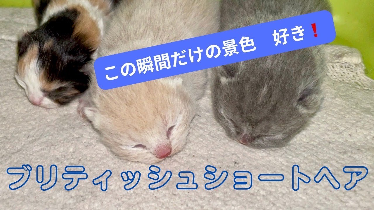 【ブリティッシュショートヘア子猫たち】人目をひく兄妹たちのカラーに注目！